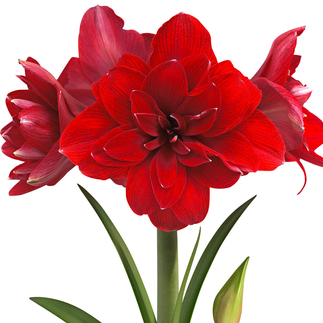 Meilen Hippeastrum Jumbo Red Peacock