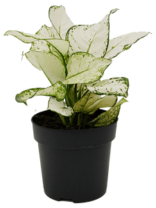aglaonema white joy Aglaonema White Joy – Gipsygarden