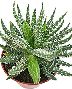 Aloe Humilis