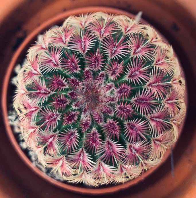 Echinocactus Rubispinus