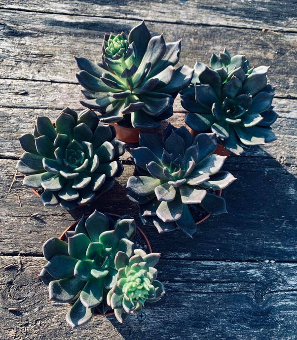 Echeveria Black prince