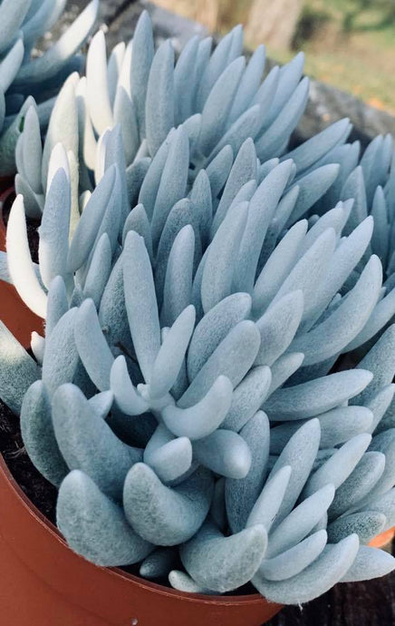 Senecio haworthii