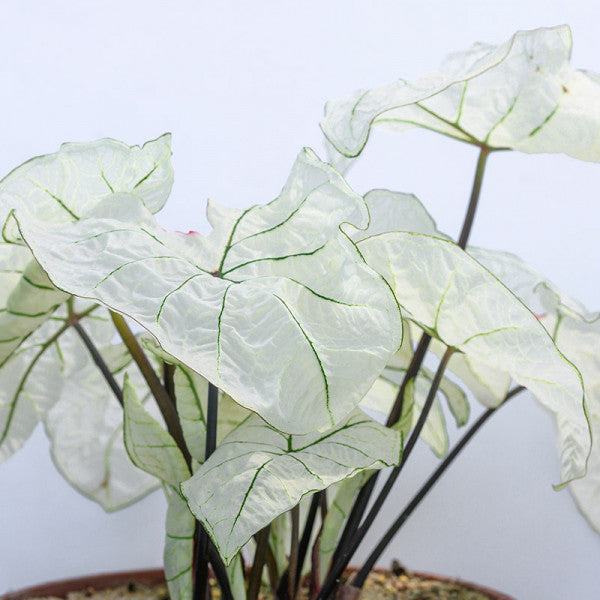 Caladium Candidum