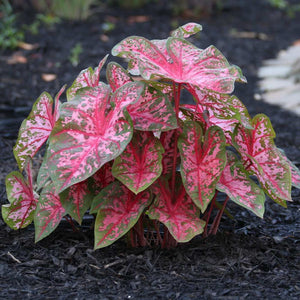 Caladium Carolyn Whorton