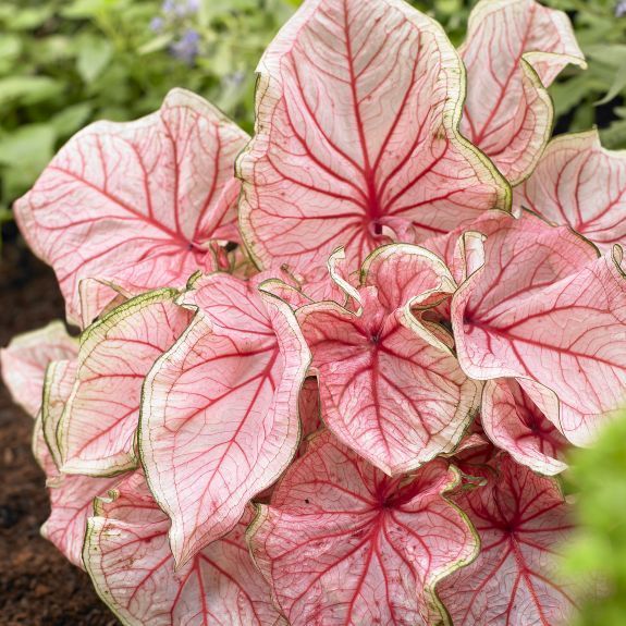 Caladium Florida sweetheart