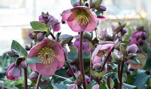 Helleborus Dana's Dulcet