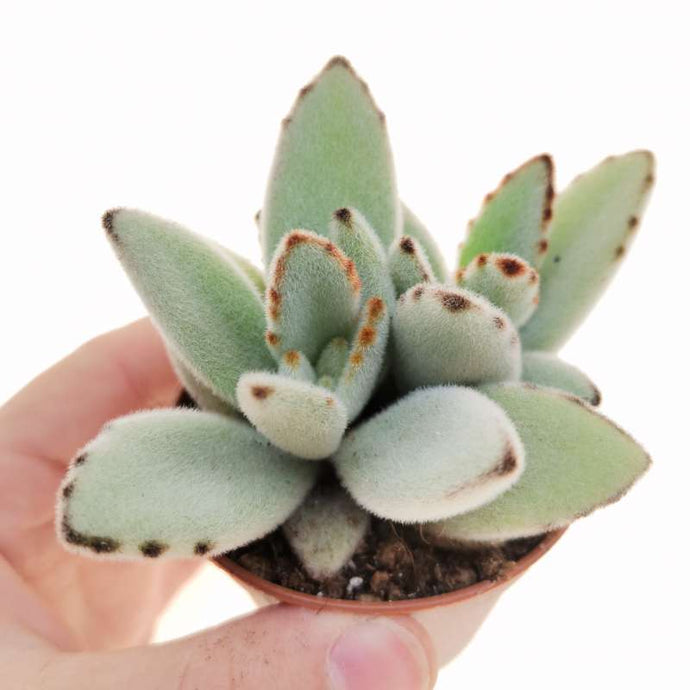 Kalanchoe tomentosa white Panda plant