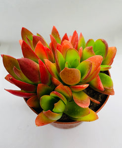 Crassula Capitata Campfire