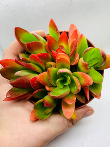 Crassula Capitata Campfire