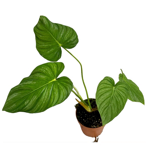 Philodendron Pastazanum