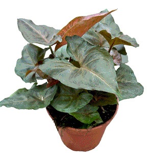 Syngonium Podophylum Brocante