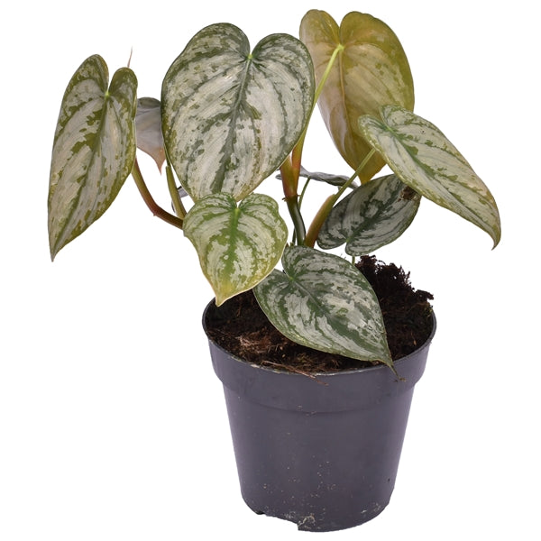 Philodendron Brandtianum