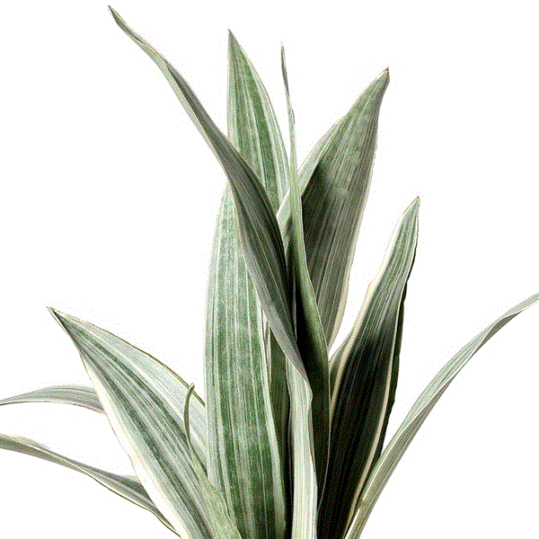 Sansevieria Aubrytniana Metallica – Gipsygarden