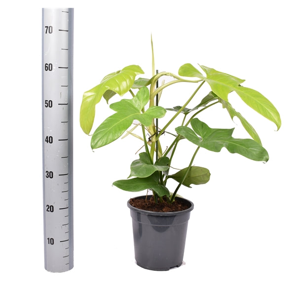Philodendron Yellow Violin  Gipsygarden