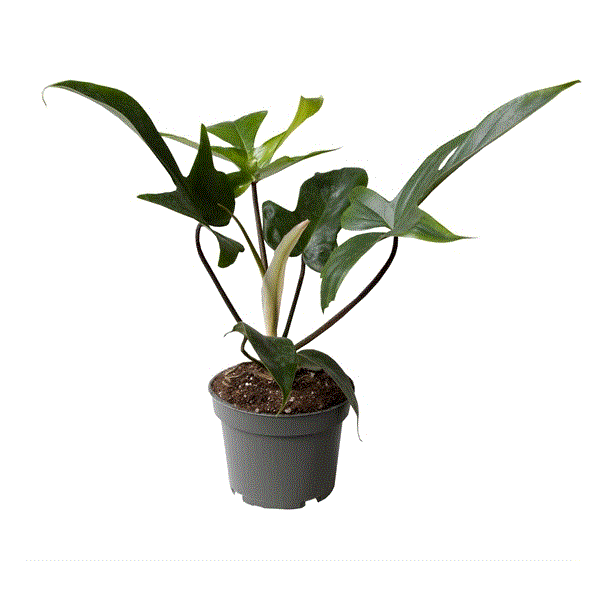 Philodendron Florida