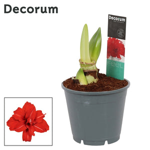 Meilen Hippeastrum Jumbo Red Peacock