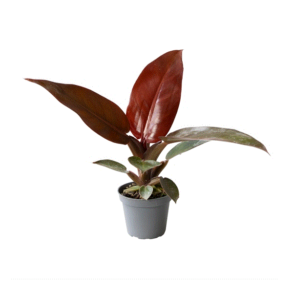 Philodendron Red Sun