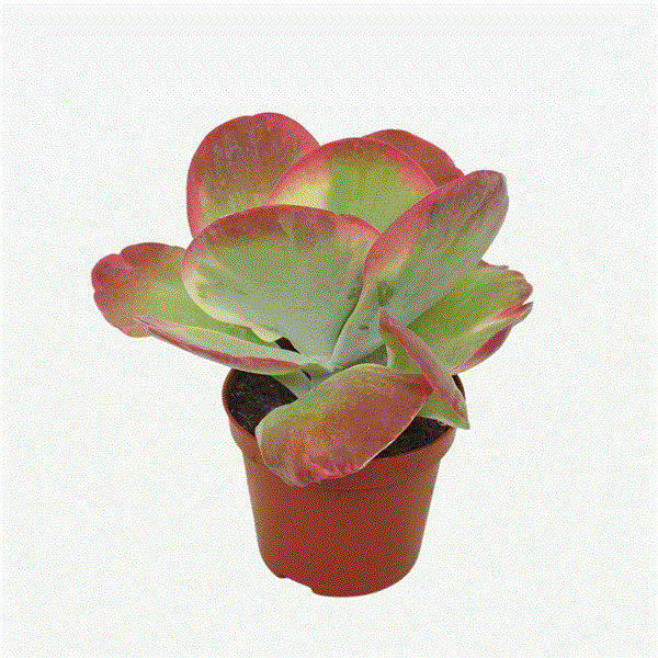 Kalanchoe Thyrsiflora variagata