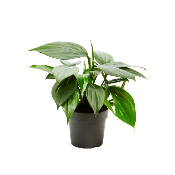 philodendron dragon tail Philodendron Dragon Tail aka Raphidophora decursiva – Gipsygarden