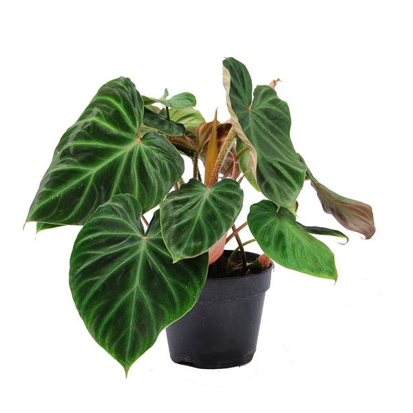 Philodendron verrucosum Incensi