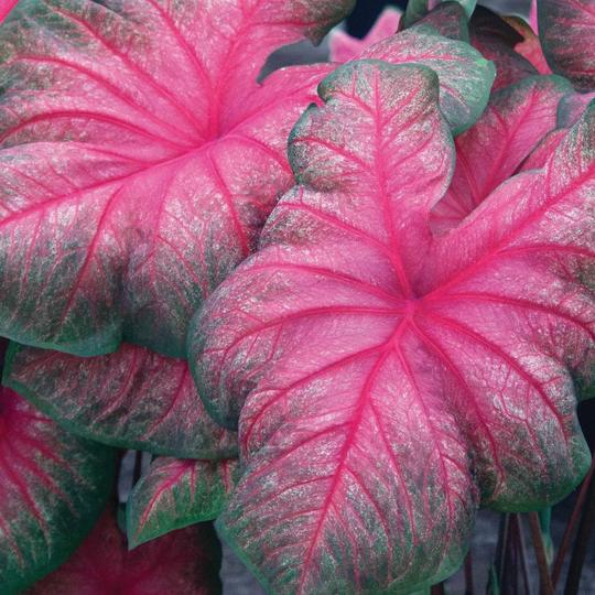 Caladium Tequila Sunrise