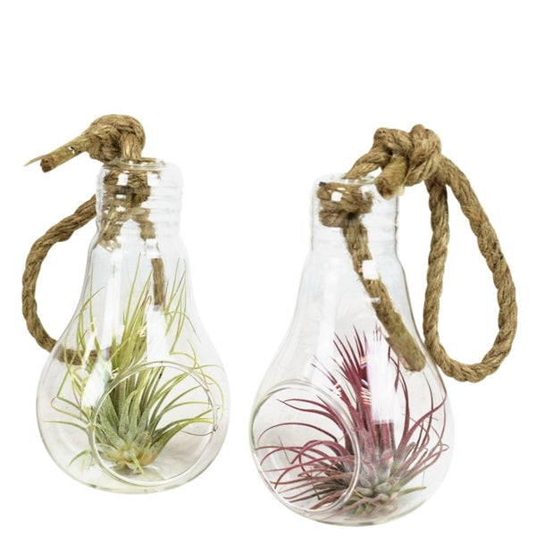 Tillandsia augalas stikliniame inde