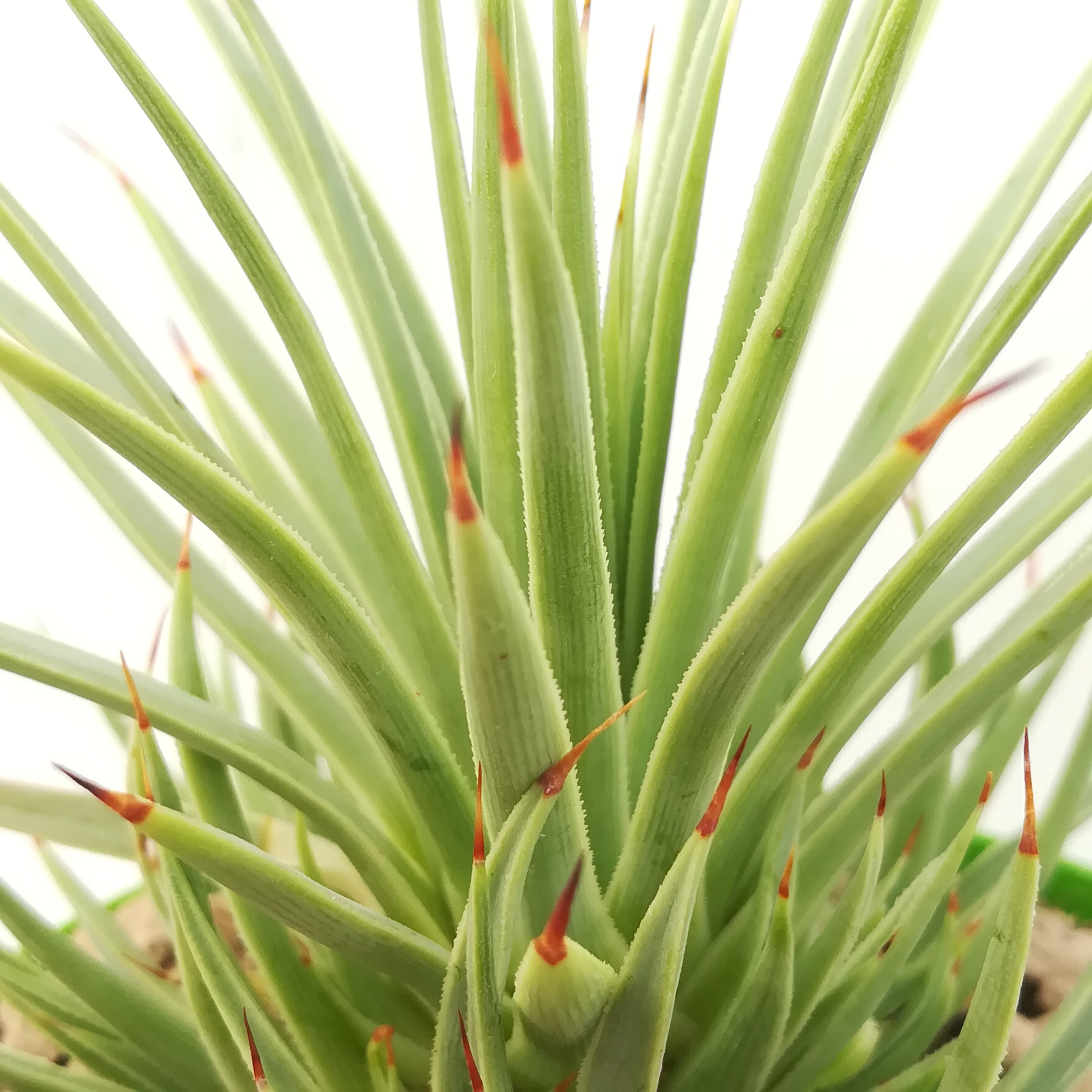 Agave stricta Nana Agave – Gipsygarden