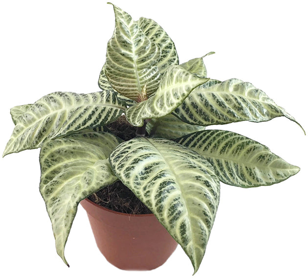 Aphelandra White Wash