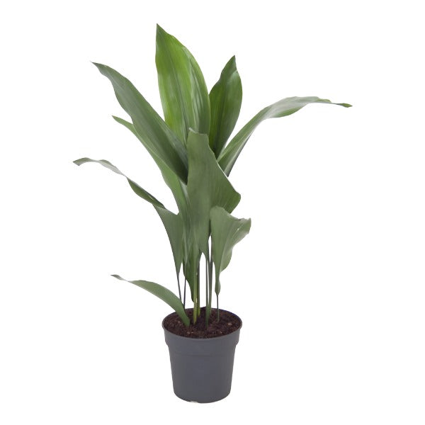 Aspidistra Elatior