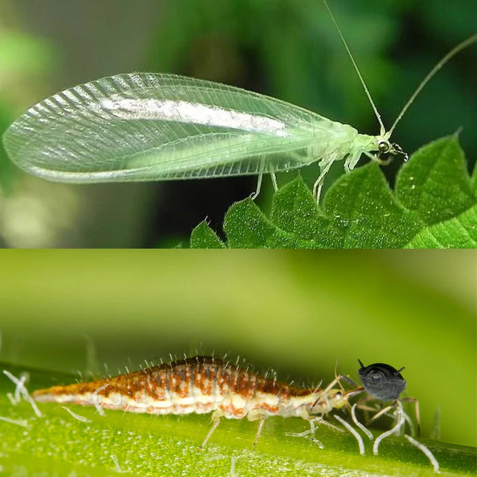 AUKSAAKĖ - BENEFICIAL INSECTS, 1000 PCS for Aphid