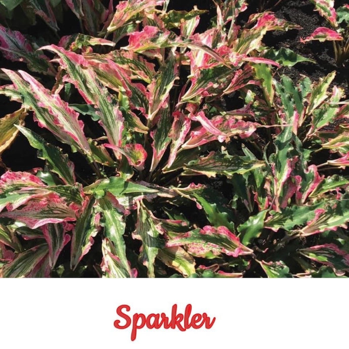 Caladium Sparkler