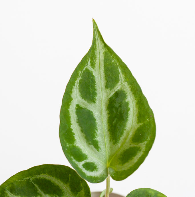 Anthurium Silver Blush