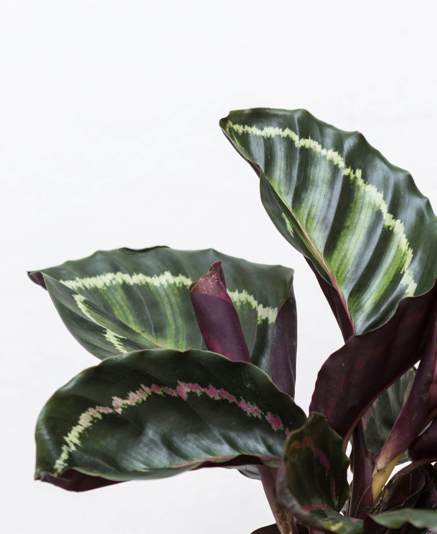Calathea Medallion Calathea – Gipsygarden
