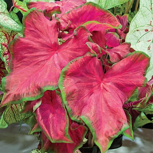 Caladium Cherry tart