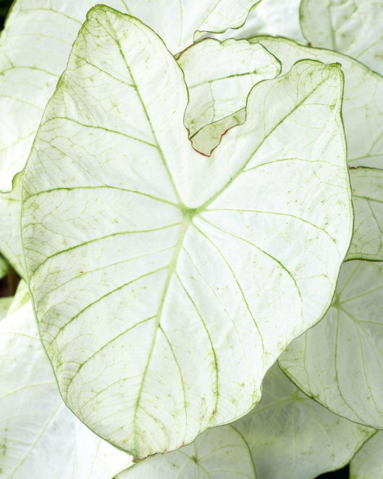 Caladium Moonlight