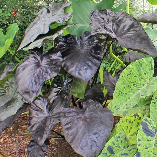 COLOCASIA ESCULENTA (ELEPHANT EAR) ‘KONA COFFEE‘