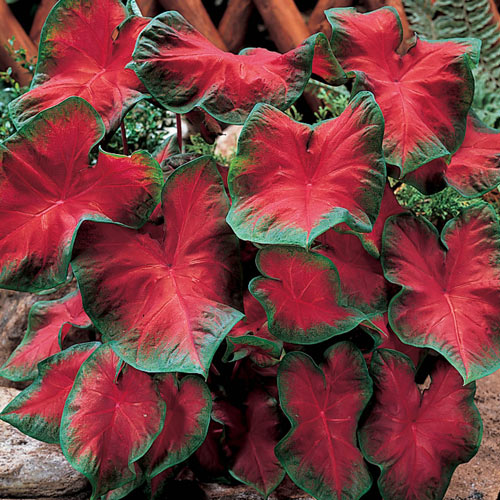 Caladium Frieda Hemple