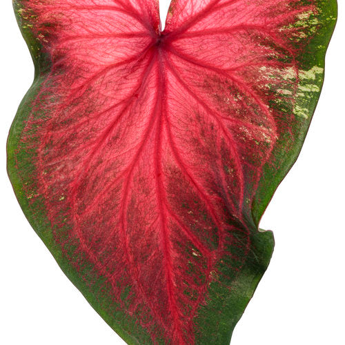 Caladium Blaze