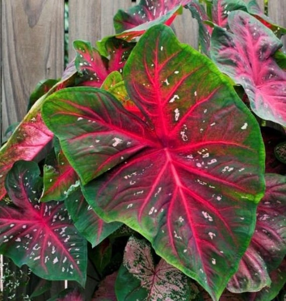 Caladium Red Flash