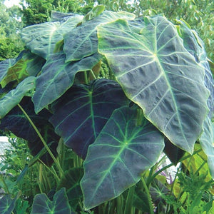 COLOCASIA ESCULENTA (ELEPHANT EAR) 'ILLUSTRIS'