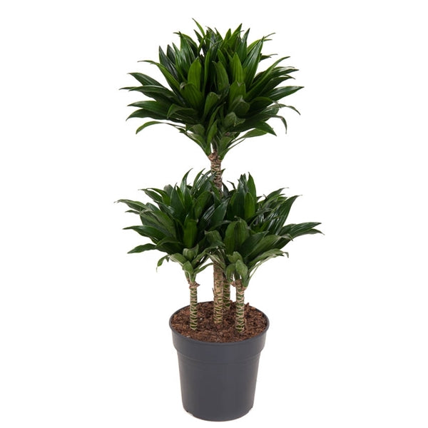 Dracaena Compacta