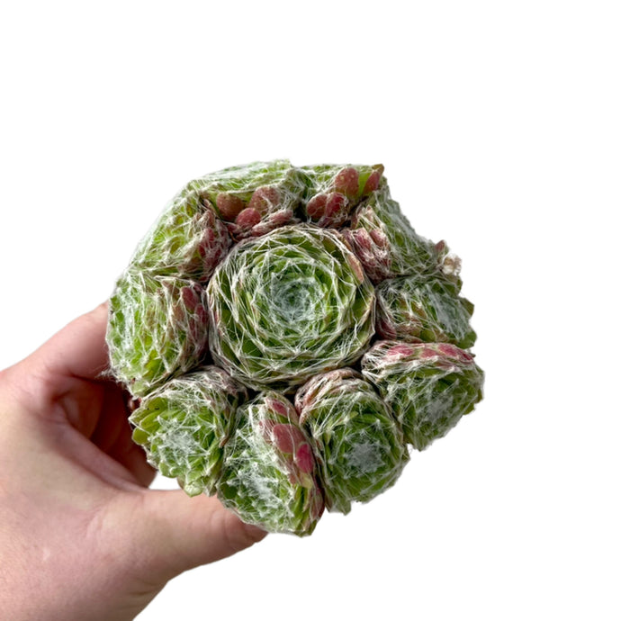 Sempervivum arachnoideum