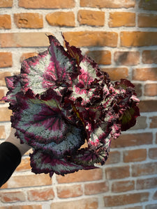 Begonia leaf Odiss