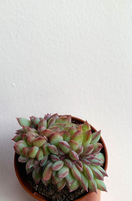 Echeveria Apus cristata