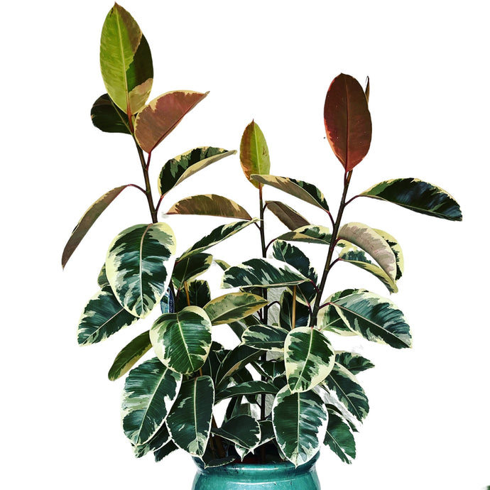 Ficus Tineke