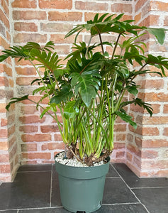 Philodendron xanadu