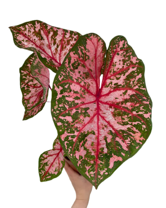 Caladium Carolyn Whorton