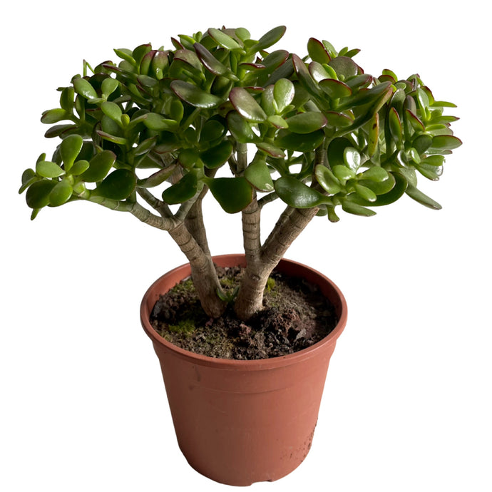 Crassula ovata minor