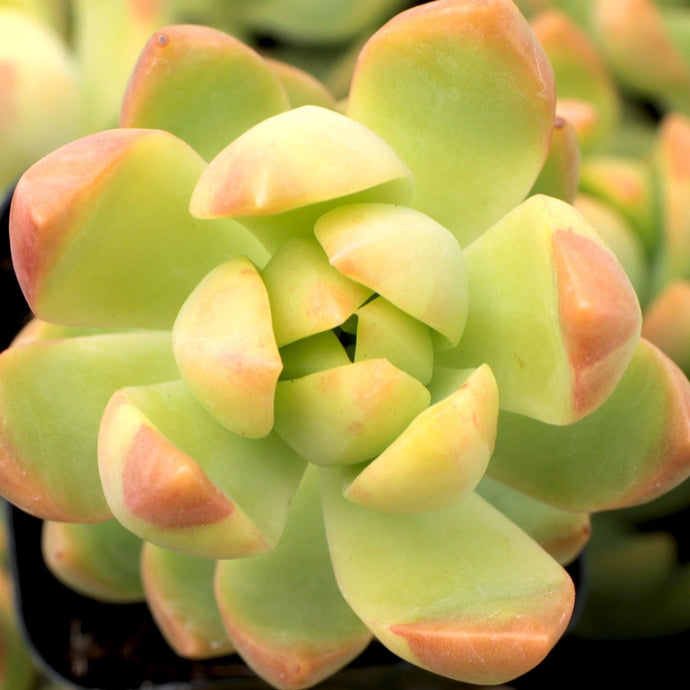 Sedum Adolphii 'Golden glow'