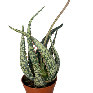 Aloe Carola
